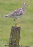 Upland sandpiper. Adult. June 2007. Image © pesayo by pesayo.