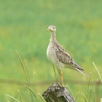 Upland sandpiper. Adult. Kingston, Ontario, June 2012. Image © Dawn Scranton by Dawn Scranton.