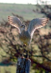 Upland sandpiper. Adult perched with wings raised. Kirwin National Wildife Refuge, Kansas, June 2006. Image © Tony Ifland / USFWS by Tony Ifland / USFWS.