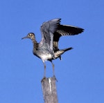 Upland sandpiper. Adult alighting and folding wings. Manhattan, Kansas, July 2002. Image © David A. Rintoul by David A. Rintoul.