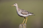 Upland sandpiper. Adult. Manhattan, Kansas, USA, April 2016. Image © David Rintoul by David Rintoul.