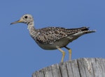 Upland sandpiper. Juvenile migrating south. Manhattan, Kansas, July 2014. Image © David A. Rintoul by David A. Rintoul.