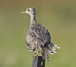 Upland sandpiper. Juvenile, ready for the flight south. Bassett, Nebraska USA, July 2020. Image © David Rintoul by David Rintoul.