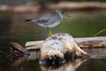 Wandering tattler. Adult, non-breeding. Waitarere Beach, October 2010. Image © Craig Steed by Craig Steed.