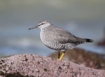 Wandering tattler. Adult in breeding plumage. Glenburn, Wairarapa coast, April 2012. Image © Steve Pilkington by Steve Pilkington.