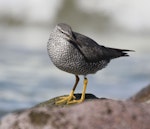 Wandering tattler. Adult in breeding plumage. Glenburn, Wairarapa coast, April 2012. Image © Steve Pilkington by Steve Pilkington.