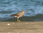 Wandering tattler. Adult - nonbreeding. Ohiwa, Bay of Plenty, March 2016. Image © Tom Lynch by Tom Lynch.