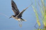 Wandering tattler. Nonbreeding adult in flight. Hawai`i - Island of Kaua`i, September 2012. Image © Jim Denny by Jim Denny.