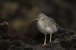 Wandering tattler. Adult in non-breeding plumage. Waitangi West, Chatham Island, January 2022. Image © Oscar Thomas by Oscar Thomas.