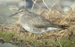 Wandering tattler. Adult moulting into non-breeding plumage. Ohiwa Harbour, October 2015. Image © Tim Barnard by Tim Barnard.