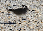 Wandering tattler. Adult in partial breeding plumage. Otarawairere, Bay of Plenty, July 2013. Image © Allan McDougall by Allan McDougall.