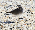 Wandering tattler. Adult in partial breeding plumage. Otarawairere, Bay of Plenty, July 2013. Image © Allan McDougall by Allan McDougall.