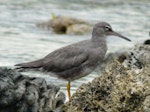 Wandering tattler. Non-breeding plumage. Rarotonga, August 2010. Image © Alan Tennyson by Alan Tennyson.