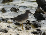 Wandering tattler. Non-breeding plumage. Rarotonga, August 2010. Image © Alan Tennyson by Alan Tennyson.