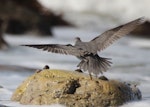 Wandering tattler. Adult in breeding plumage in flight, dorsal. Glenburn, Wairarapa coast, April 2012. Image © Steve Pilkington by Steve Pilkington.