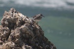 Wandering tattler. Adult in non-breeding plumage. Glenburn, Wairarapa coast, January 2013. Image © Steve Pilkington by Steve Pilkington.