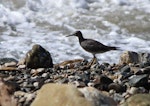 Wandering tattler. Adult in non-breeding plumage. Glenburn, Wairarapa coast, January 2012. Image © Steve Pilkington by Steve Pilkington.