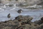 Wandering tattler. Adults in non-breeding plumage. Waitangi West, Chatham Island, January 2022. Image © Oscar Thomas by Oscar Thomas.