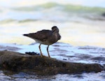 Wandering tattler. Adult, non-breeding. Rarotonga, October 2011. Image © Craig Steed by Craig Steed.