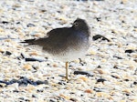 Wandering tattler. Adult in partial breeding plumage. Otarawairere, Bay of Plenty, July 2013. Image © Allan McDougall by Allan McDougall.