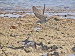 Wandering tattler. Adults fighting. Tonga, August 2008. Image © John Flux by John Flux.