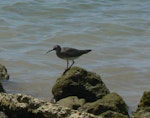 Wandering tattler. Adult. Samoa, March 2010. Image © Koos Baars by Koos Baars.