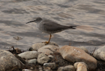 Wandering tattler. Adult in breeding plumage. Seward Peninsula, Alaska, June 2009. Image © Craig Steed by Craig Steed.