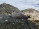 Wandering tattler. Non-breeding plumage, sitting. Rarotonga, August 2010. Image © Alan Tennyson by Alan Tennyson.