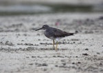 Wandering tattler. Adult. Rarotonga, October 2011. Image © Craig Steed by Craig Steed.