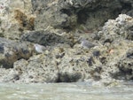 Grey-tailed tattler. Non-breeding plumage with wandering tattler on right. Malapeoa Point, Efate, Vanuatu, March 2012. Image © Alan Tennyson by Alan Tennyson.