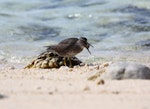 Wandering tattler. Adult. Rarotonga, October 2011. Image © Craig Steed by Craig Steed.