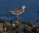 Grey-tailed tattler. Non-breeding adult. Cairns foreshore, Queensland, January 2017. Image © Imogen Warren by Imogen Warren.