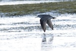 Grey-tailed tattler. Adult in flight. Awarua Bay, Southland, April 2011. Image © Glenda Rees by Glenda Rees.