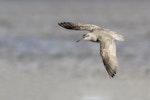 Grey-tailed tattler. Adult in flight, dorsal. Awarua Bay, August 2017. Image © Glenda Rees by Glenda Rees.