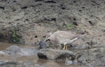 Grey-tailed tattler. Non-breeding adult. Western Treatment Plant, Werribee, Victoria, Australia, January 2010. Image © Sonja Ross by Sonja Ross.