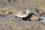 Grey-tailed tattler. Adult in breeding plumage with leg flag. Cairns, September 2010. Image © Dick Porter by Dick Porter.