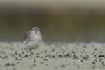 Grey-tailed tattler. Adult in breeding plumage. Awarua Bay, May 2017. Image © Glenda Rees by Glenda Rees.