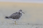 Grey-tailed tattler. Adult in breeding plumage side profile. Awarua Bay, May 2017. Image © Glenda Rees by Glenda Rees.