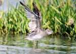 Grey-tailed tattler. Adult non-breeding plumage with wings raised. Manawatu River estuary, January 2000. Image © Alex Scott by Alex Scott.