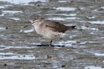 Grey-tailed tattler. Adult in breeding plumage resting on one leg. Napier, April 2010. Image © Duncan Watson by Duncan Watson.