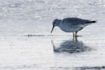 Grey-tailed tattler. Adult in breeding plumage wading. Awarua Bay, April 2011. Image © Glenda Rees by Glenda Rees.