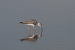 Grey-tailed tattler. Adult in breeding plumage. Langyang Estuary, Taiwan, May 2009. Image © Nigel Voaden by Nigel Voaden.