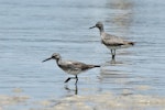 Grey-tailed tattler. Non-breeding plumage, pair feeding in shallow water. Sydney, December 2012. Image © Duncan Watson by Duncan Watson.