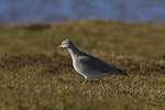 Grey-tailed tattler. Adult in breeding plumage with neck extended. Awarua Bay, May 2015. Image © Glenda Rees by Glenda Rees.