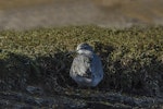 Grey-tailed tattler. Adult in breeding plumage roosting. Awarua Bay, May 2015. Image © Glenda Rees by Glenda Rees.