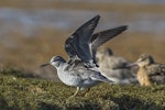 Grey-tailed tattler. Adult in breeding plumage showing under-wing. Awarua Bay, May 2015. Image © Glenda Rees by Glenda Rees.