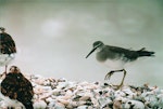 Grey-tailed tattler. Adult. Kaiaua, Firth of Thames, April 1999. Image © Alex Scott by Alex Scott.