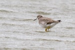 Grey-tailed tattler. Non-breeding adult wading. Warrington Beach, Otago, January 2013. Image © Glenda Rees by Glenda Rees.