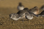 Grey-tailed tattler. Two birds at roost, one stretching wing. Awarua Bay, June 2017. Image © Glenda Rees by Glenda Rees.