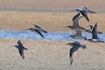 Grey-tailed tattler. In flight at front of bar-tailed godwits in flight. Awarua Bay, January 2011. Image © Glenda Rees by Glenda Rees.